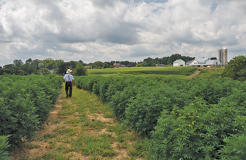Amish hemp farmer